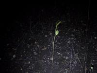 in der Guacharo-Höhle