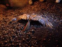 in der Guacharo-Höhle