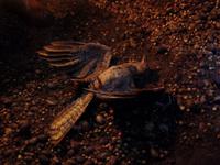 in der Guacharo-Höhle