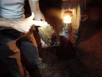 in der Guacharo-Höhle