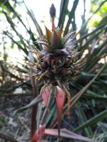 Canaima-Nationalpark