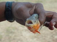 Piranha