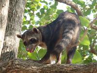 Waschbär im El Cedral