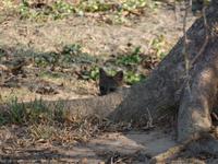 Fuchs versteckt sich