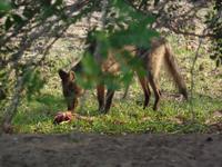 Fuchs läßt es sich schmecken