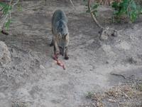 Fuchs holt sich seine Beute