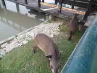 Posada  Dona Barbara