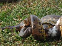 Posada  Dona Barbara