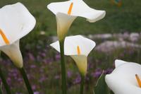 wildblühende Callas