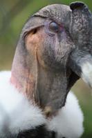 Condor namens Compatiente