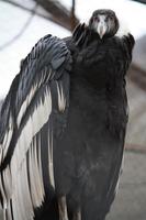 Condor im Parque Mifafi