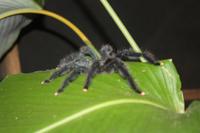 Hausspinne Susi im Camp Ubanoco