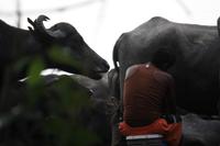 frische Wasserbüffelmilch