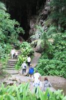 Cueva del Guacharo