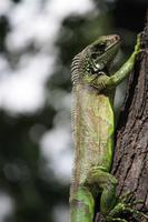 Leguan am Plaza Bolivar