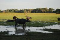 Wasserbüffel im Orinoco-Delta