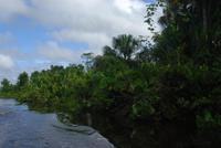 Im Orinoco-Delta