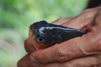 Piranha