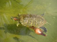 Schildkröte im Botanischen Garten