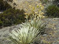 Riesenedelweiß Frailejon