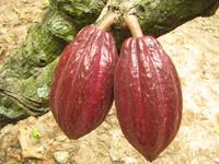 Kakaofrüchte