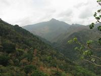 Panorama mit Korallenbäumen