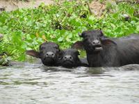 Wasserbüffel mit Vöglein