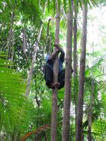 Lektion 2: Wie klettere ich auf Bäume?