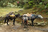 Auf Pferden zur Laguna Negra