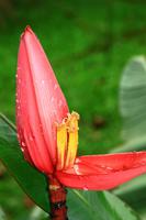 Im Botanischen Garten von Merida