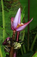 Im Botanischen Garten von Merida