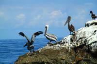 Ein Paradies für Pelikane