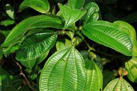 Canaima Nationalpark