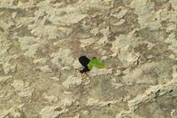 Canaima Nationalpark