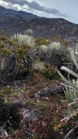 Die Anden - Rundreise Venezuela – Natur und Abenteuer pur