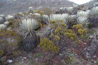 Die Anden - Rundreise Venezuela – Natur und Abenteuer pur
