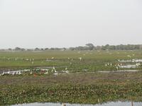 El Cedral
