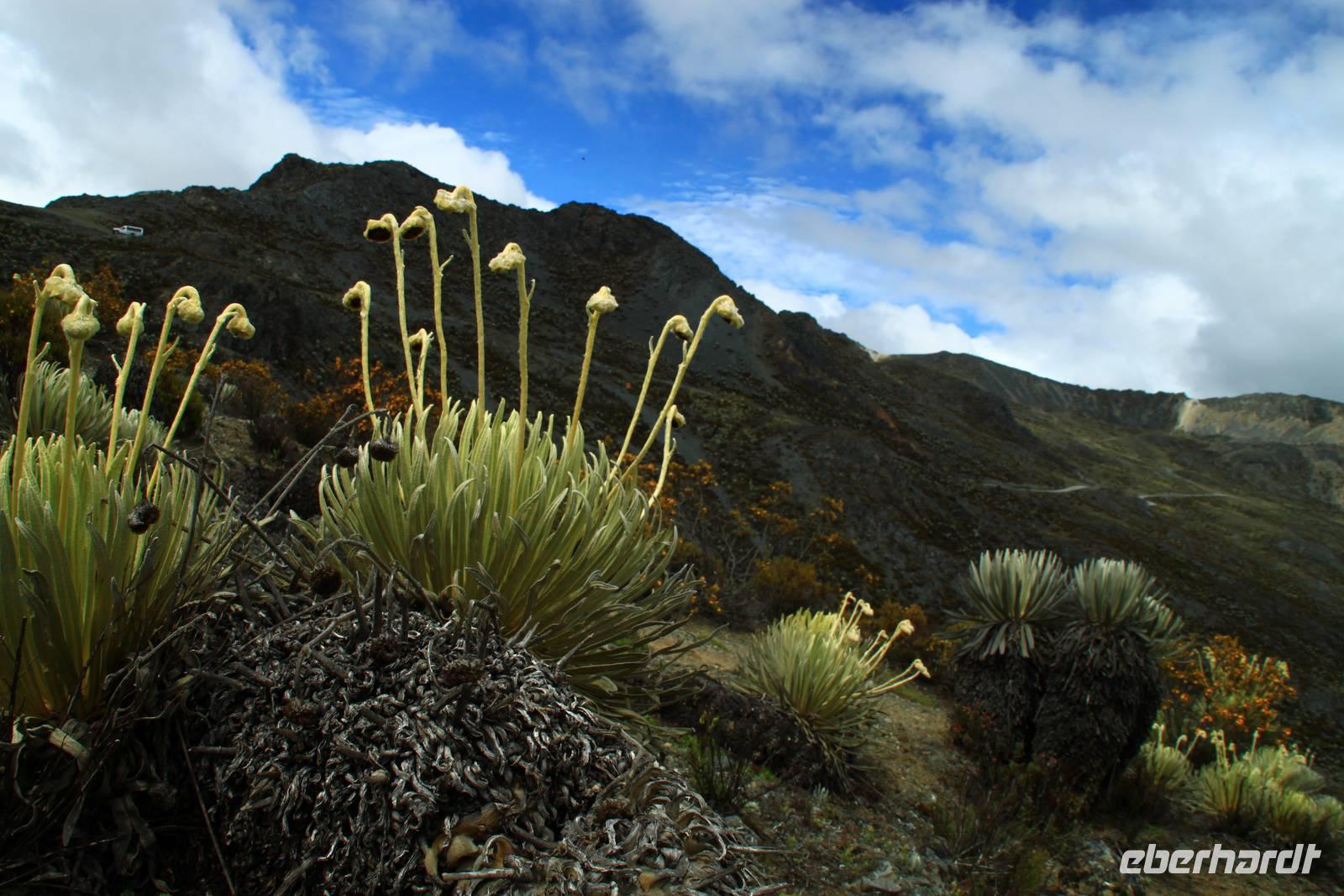 Frailejones