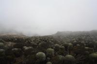 Frailejones