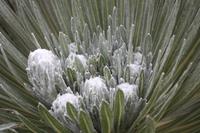 Frailejones