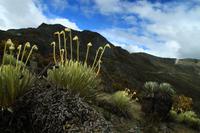 Frailejones
