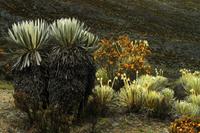 Frailejones