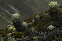 Frailejones