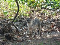 Fuchs im El Cedral
