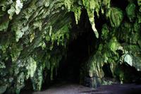 Guacharo Höhle