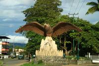 Guacharo