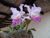 Hacienda El Carmen