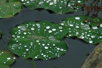 Im Botanischen Garten von Merida