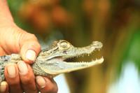Im Orinoco Delta