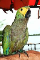 Im Orinoco Delta